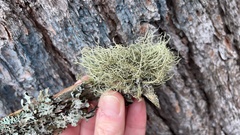 Usnea hirta