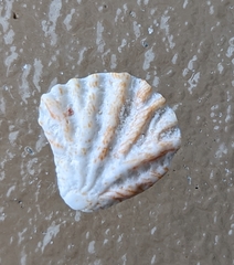 Plicatula gibbosa