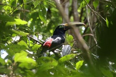 Pteroglossus pluricinctus