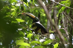 Pteroglossus pluricinctus