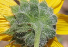 Helianthus petiolaris
