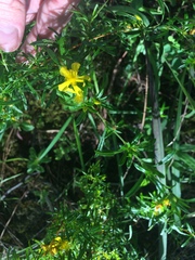 Hypericum galioides