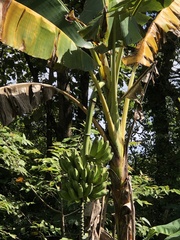 Musa × paradisiaca