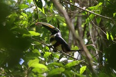 Pteroglossus pluricinctus