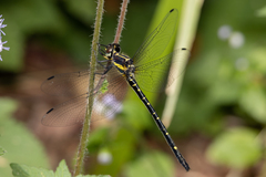 Eusynthemis nigra
