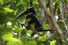 Pteroglossus pluricinctus