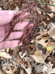 Onocleaceae