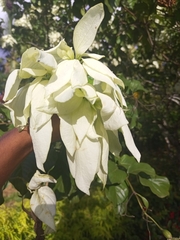 Mussaenda philippica