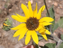 Helianthus petiolaris
