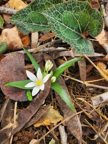 Image of Ornithogalum lanceolatum by (c) Mitch Van Dyke, some rights reserved (CC BY)