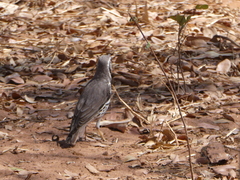 Turdus litsitsirupa