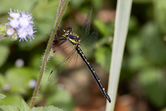 Eusynthemis nigra