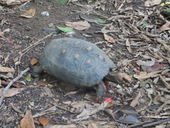 Chelonoidis carbonarius