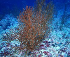 Subergorgia suberosa