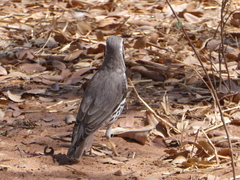 Turdus litsitsirupa