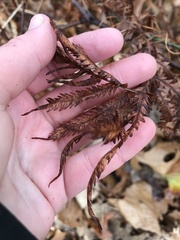 Onocleaceae