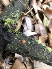 Agaricomycotina