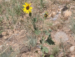 Helianthus petiolaris