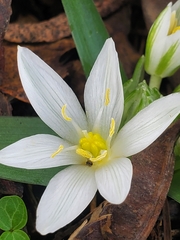 Ornithogalum lanceolatum