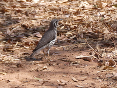 Turdus litsitsirupa