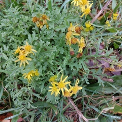 Senecio squalidus