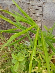 Zingiber officinale