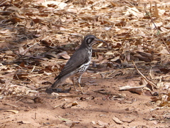 Turdus litsitsirupa