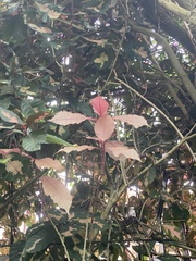 Graptophyllum pictum