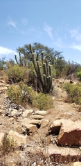 Trichocereus chiloensis