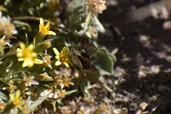 Lerodea eufala eufala
