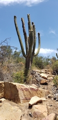 Trichocereus chiloensis