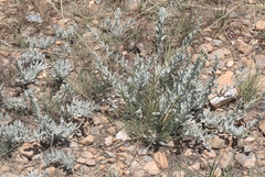 Artemisia ludoviciana