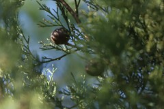 Callitris glaucophylla