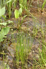Eleocharis