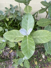 Calotropis procera