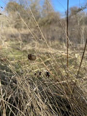 Camassia quamash