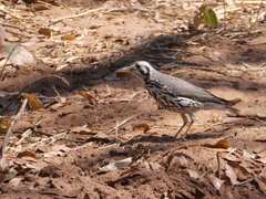 Turdus litsitsirupa