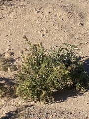Cirsium ochrocentrum