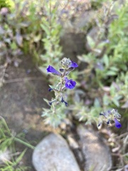 Stemodia durantifolia