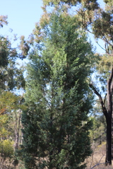 Callitris glaucophylla