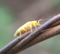 Chlorolochmaea paralella