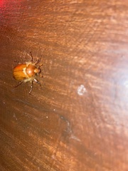 Aulacopalpus pilicollis