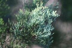 Callitris glaucophylla