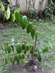 Chrysophyllum cainito