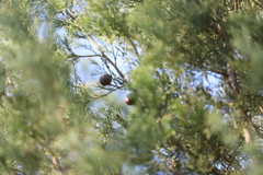 Callitris glaucophylla