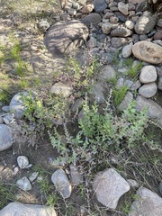 Stemodia durantifolia