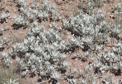 Artemisia ludoviciana