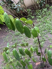 Chrysophyllum cainito