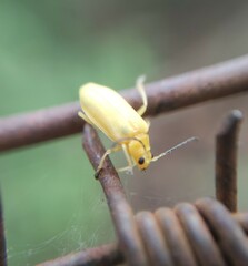 Chlorolochmaea paralella