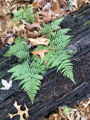 Dryopteris intermedia